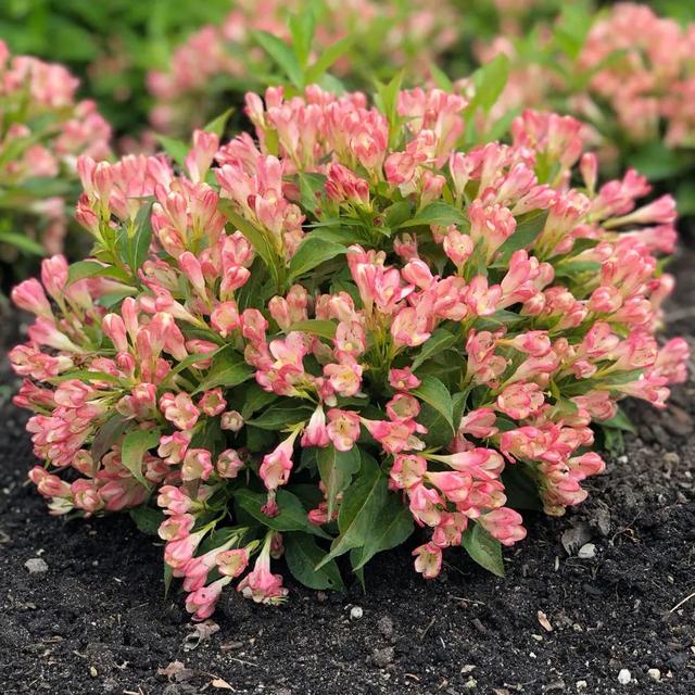 锦带花 锦带花（锦带花和海仙花的区别） 生活