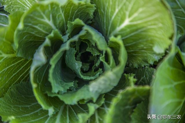 大白菜叶面喷施白醋，怎样配制溶液浓度？3