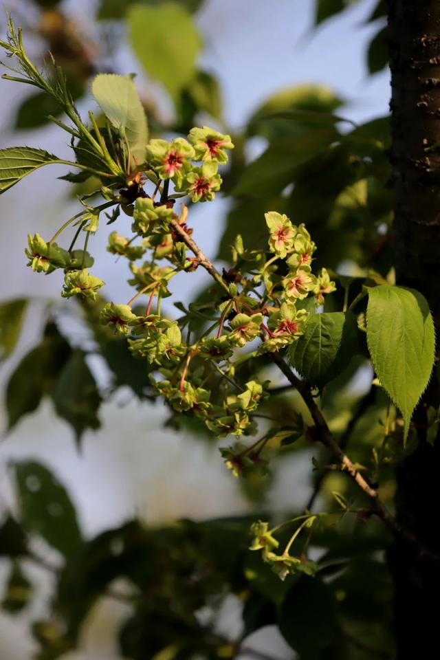 鸽子树