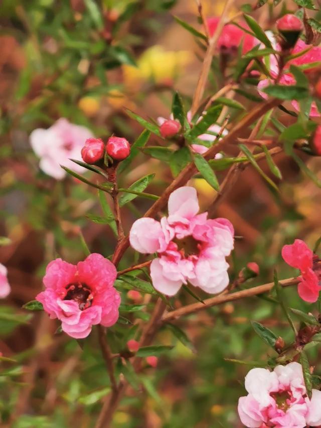 要想買到開花時間長的花卉,松紅梅可以說是首選,它