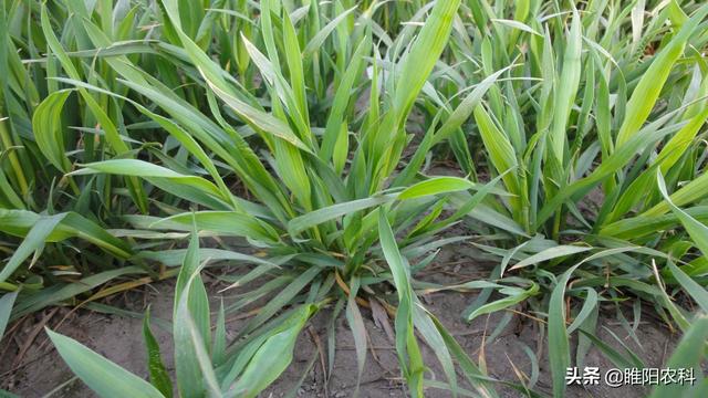 这几种麦田除草剂最容易发生药害，春节后使用一定要当心3