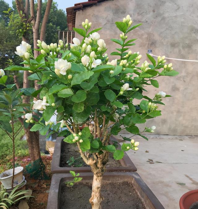 还在为茉莉花不开花发愁吗？别着急，按照步骤做好，必然满头花苞6