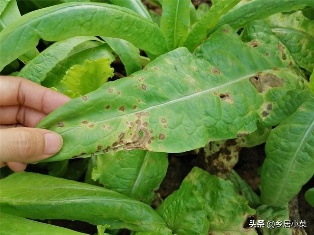 春季多雨，茂盛莴笋现低温高湿型病害？叶子异常斑点，早摘叶拔株