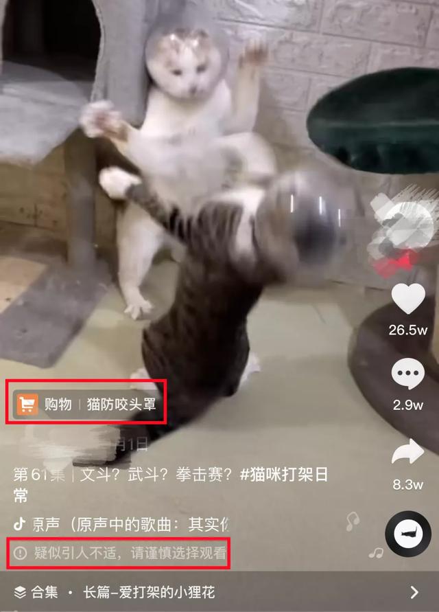 我给猫头套上臭屁蛋直播，就是玩玩，没想到猫会死u201d - 太阳信息网