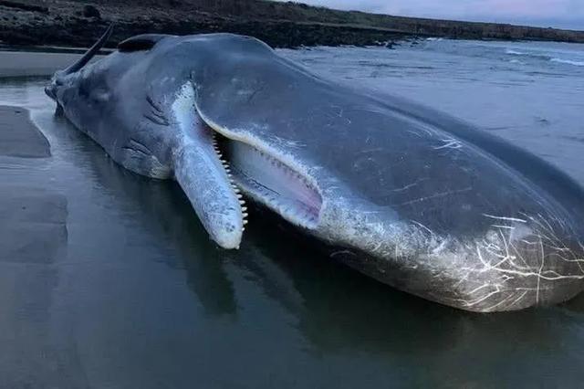 抹香鲸的嘴仍保留了一定杀伤能力
