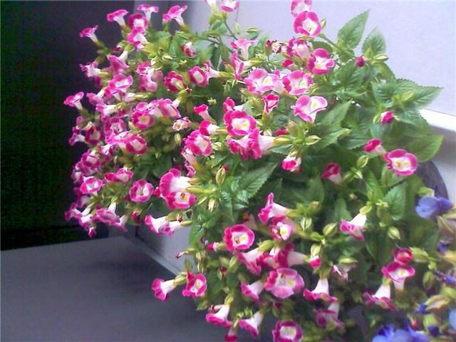 草本植物 草本植物（草本植物有哪些） 生活