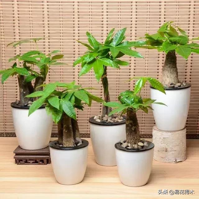 发财树的叶子发黄干枯掉落什么原因 发财树的叶子发黄干枯掉落什么原因  发财树的叶子发黄干枯掉落什么原因怎么补救 生活