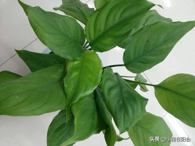 万年青 万年青（万年青的功效与作用） 生活