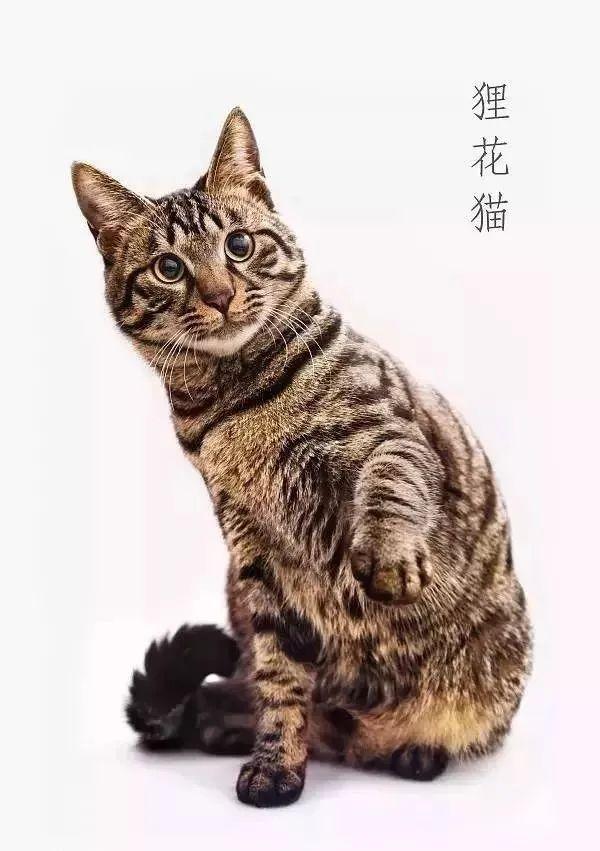 中国狸花猫被cfa除名