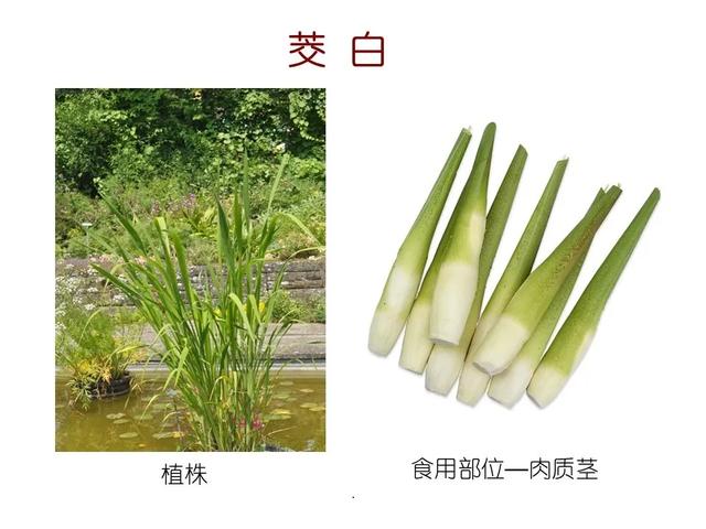 水生植物 水生植物（水生植物种植施工方案） 生活