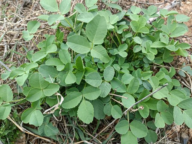 常见野菜的食用方法有哪些(野豌豆的食用方法和功效)