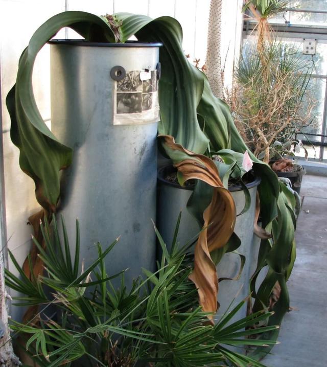 植物界的活化石