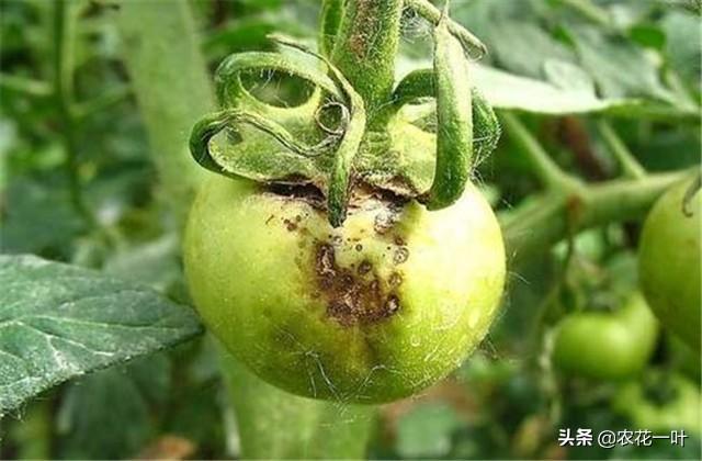 ﻿西红柿苗期常见病害及其防治措施，能远离病虫害，放心你我他8