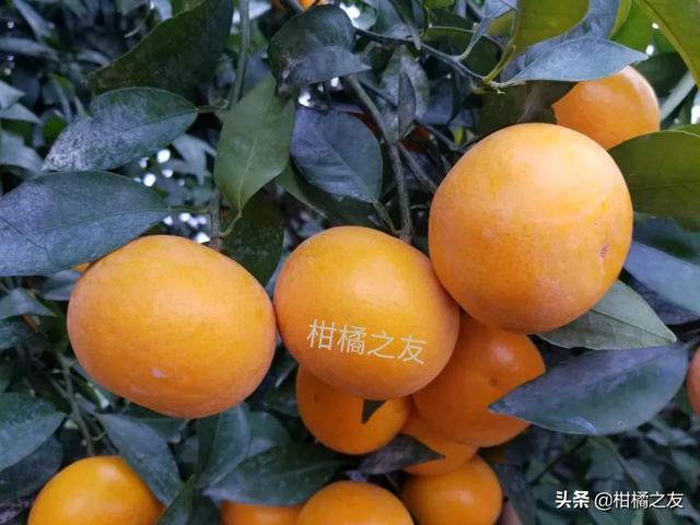 柑橘这样保果产量高品质好