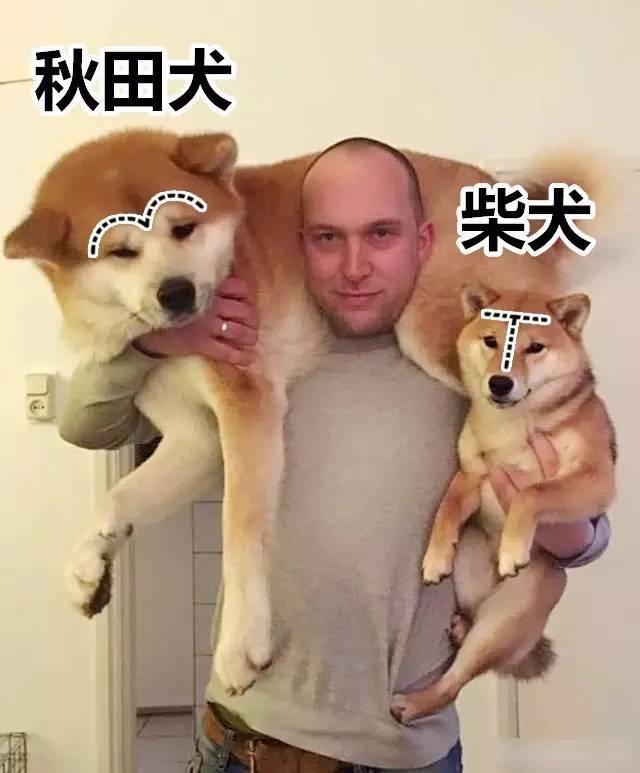 沙克犬 沙克犬（沙克尔顿远征南极视频） 动物