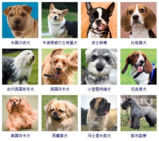 犬的种类