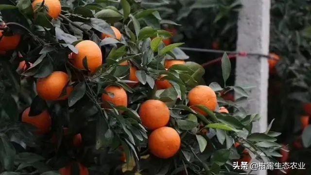 柑橘一年打药几次最好？什么时候打？1