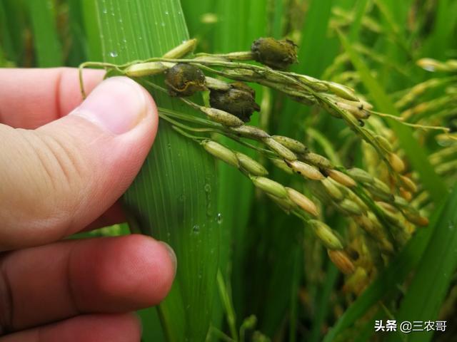 水稻进入抽穗扬花期，却遇连续阴雨爆发稻曲病，如何保证产量？2