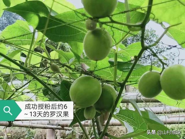 罗汉果“跑苗”怎么办？合理施肥是关键，5次施肥细节要记好1