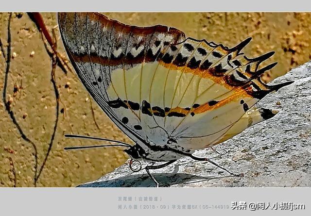 蝴蝶有什么特点