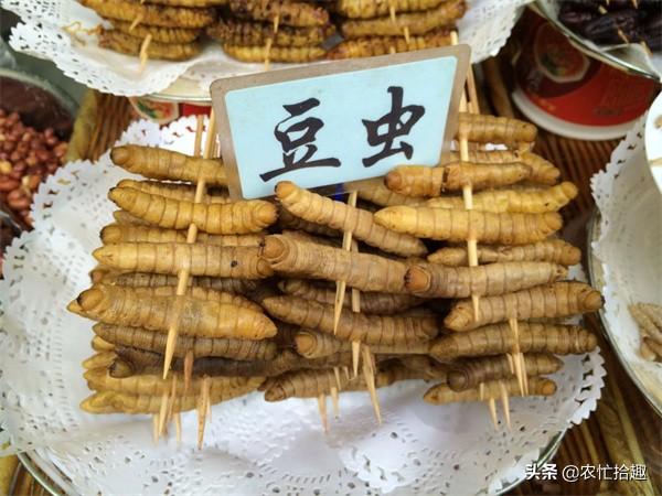 豆虫 豆虫（豆虫和蚕蛹是一种虫吗） 生活