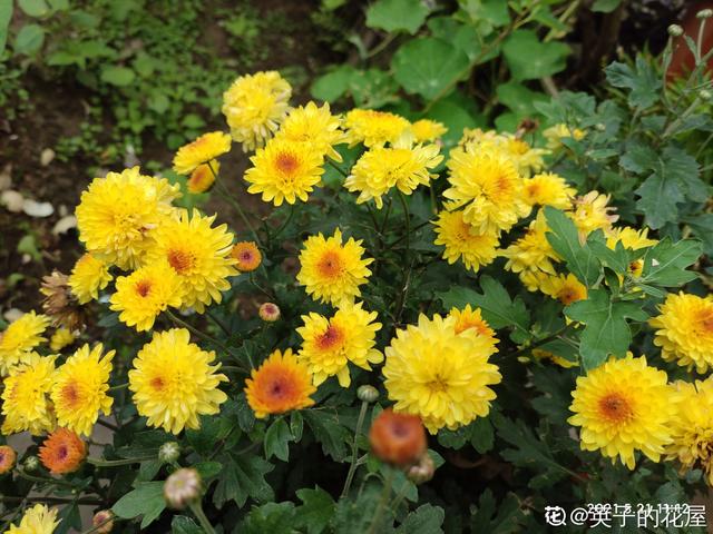 菊花代表什么