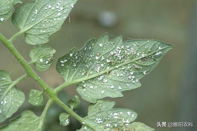 噻虫嗪这个新配方，能治蚜虫、蓟马、蒜蛆等地上**几十种害虫2