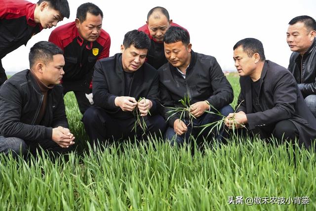 小麦春季要重防纹枯病、赤霉病、白粉病和锈病，打药配方请收好