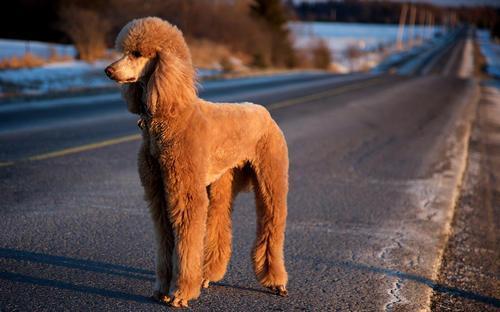 贵宾犬造型图片