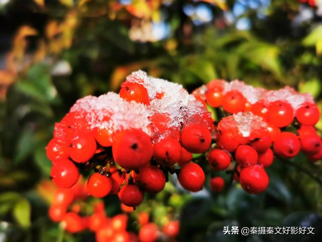雪中红豆最相思