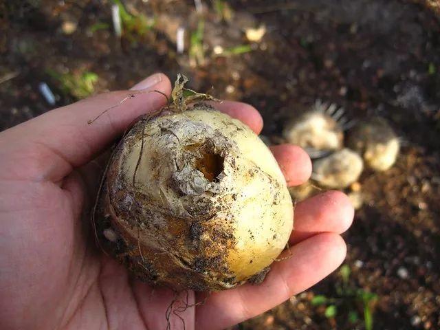 贝母花 贝母花（贝母花图片） 生活