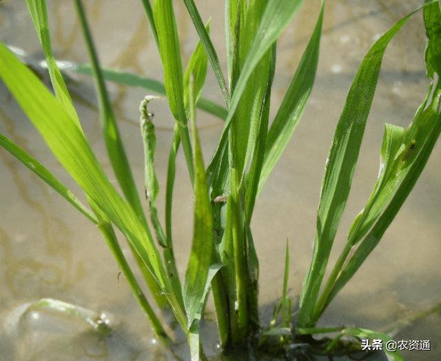 水稻除草剂药害症状与解救措施3