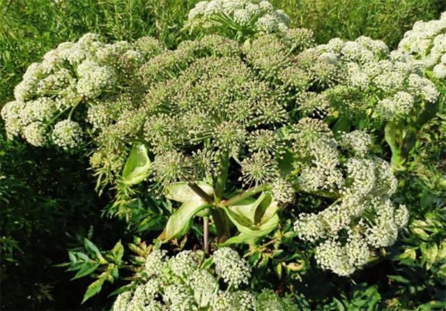 白芷种植 白芷种植（白芷种植技术） 生活