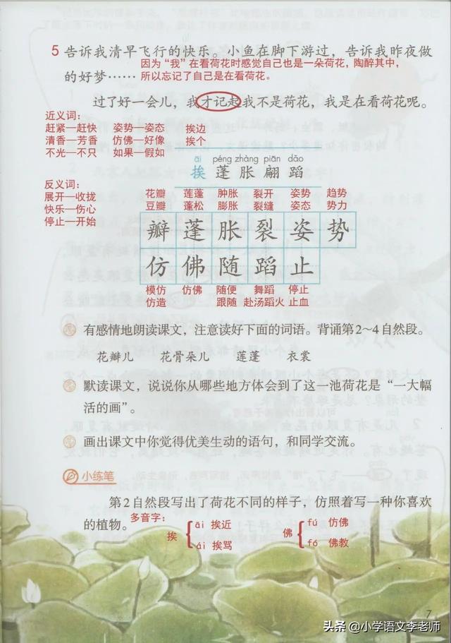 荷花课文三年级下册语文荷花课文讲解分析