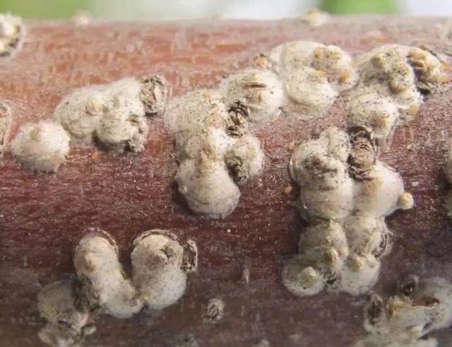 桃树病虫害图片 桃树病虫害图片（桃树病虫害图谱和防治） 生活
