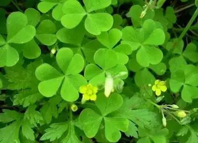 50种浪漫鲜花花语大全 50种浪漫鲜花花语大全（50种浪漫鲜花花语大全图片） 生活