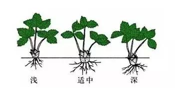 最近草莓枯芽、烂心大爆发，搞清楚原因，才好对症下药2