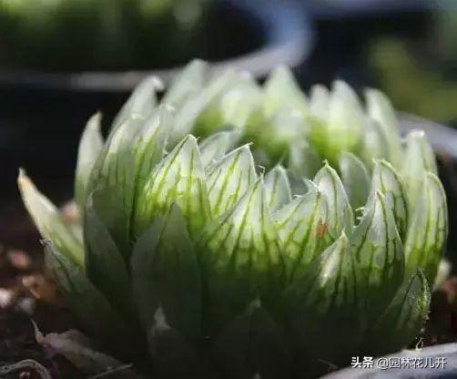 多肉植物图谱