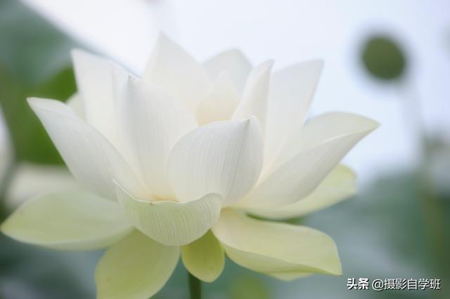 有关荷花的图片 有关荷花的图片（有关荷花的图片简笔画） 生活