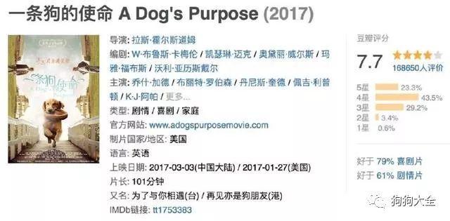 金毛猎犬电影（金毛是猎犬还是宠物犬）