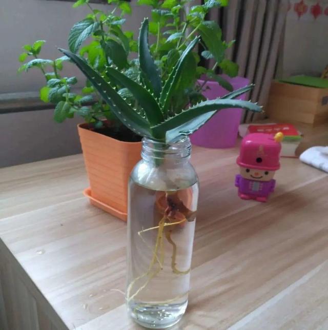 碰碰香有毒吗 碰碰香有毒吗（植物碰碰香有毒吗） 生活
