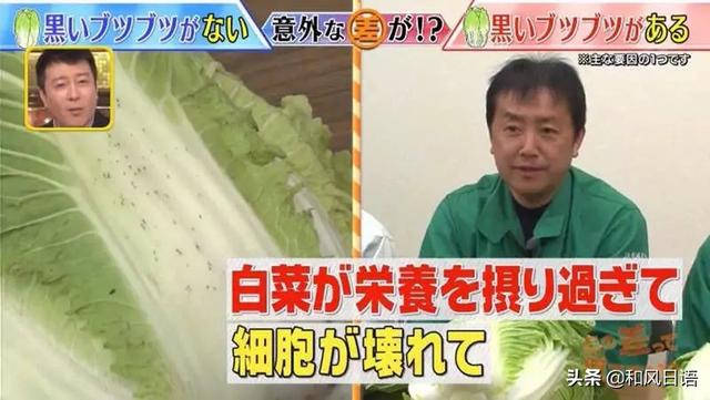 白菜上的「小黑点」到底是什么？日本酱菜店老板呼吁：放心吃6