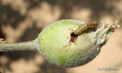 桃树的五种主要虫害的防治方法