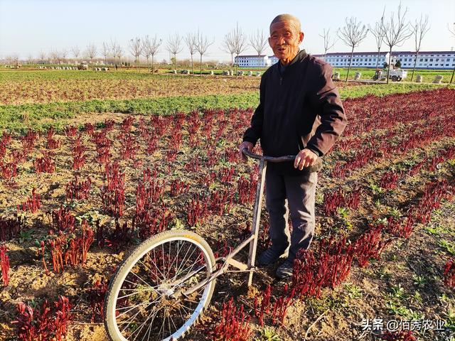 除草剂用量激增，为啥杂草越除越多，有让土地不长草的方法吗6