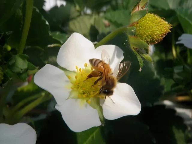 盆栽草莓