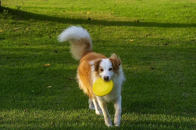 边境牧羊犬智商