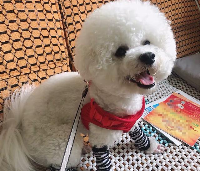 狗狗骨质疏松怎么处理（骨质疏松与增生）(4)