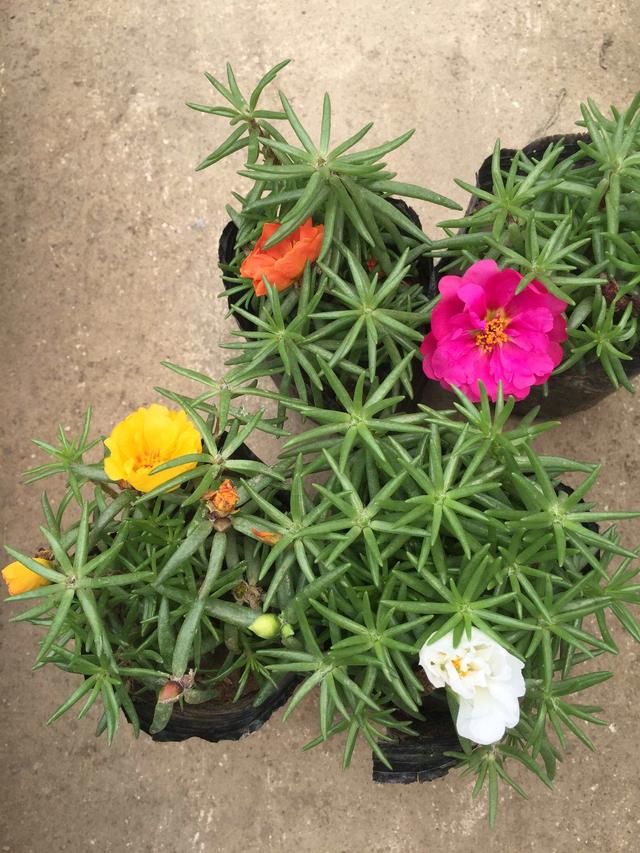 太阳花的种植 太阳花的种植「太阳花的种植方法和注意事项」 生活