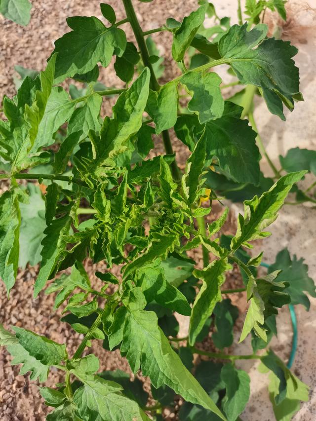 秋茬番茄“茎基腐病”难缠，植株频繁死棵咋办？本文很长但很实用1