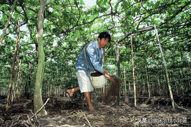 果树秋季底肥要早施：什么时间施肥、怎样施肥的效果最好？2